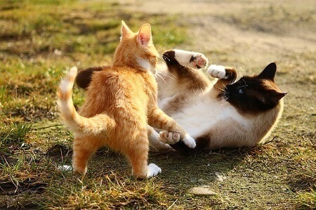 Two Tom Cats Are Fighting
