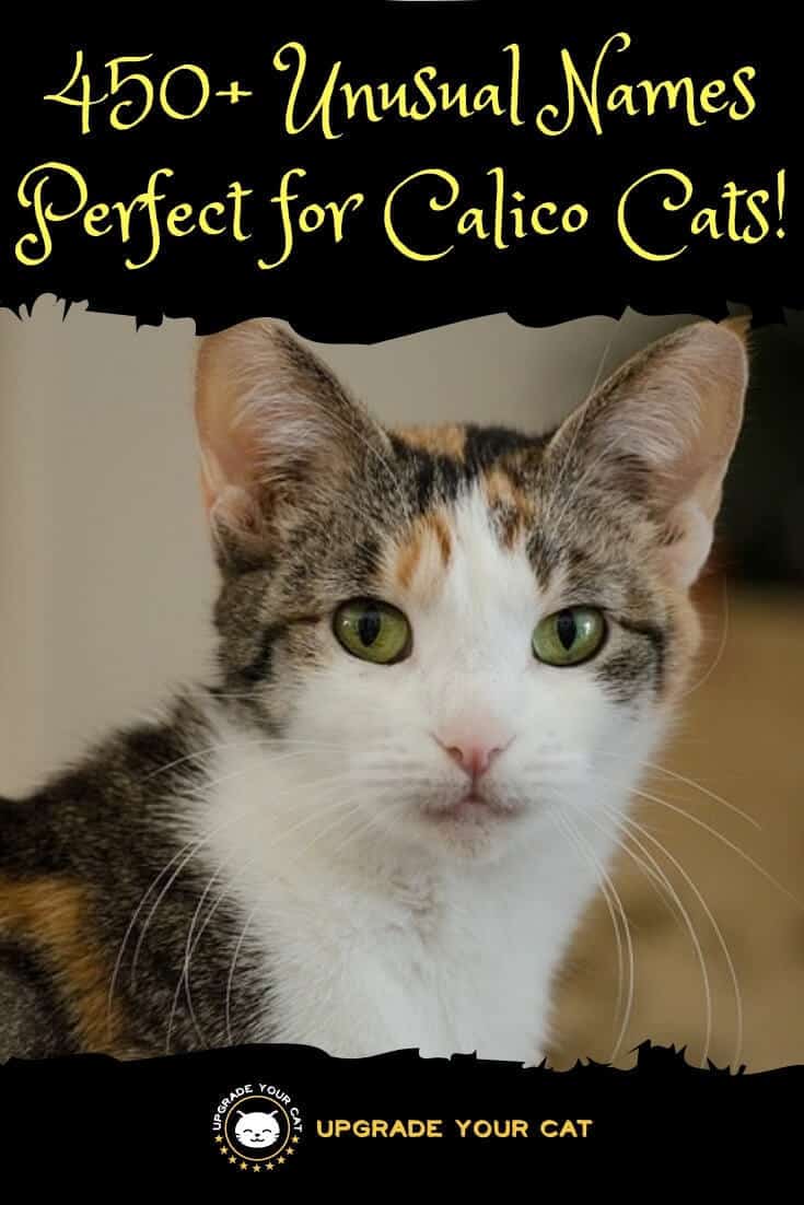 Unusual Calico Cat Names