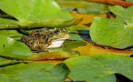 What Happens If a Cat Licks a Frog