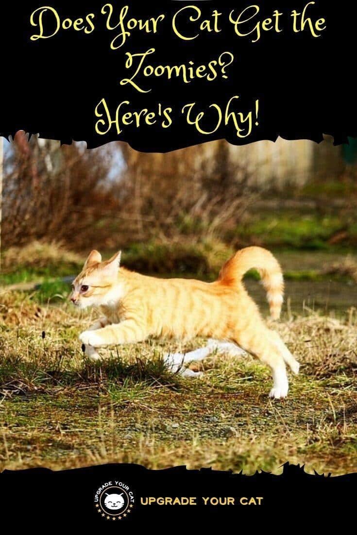 Why Do Cats Get the Zoomies