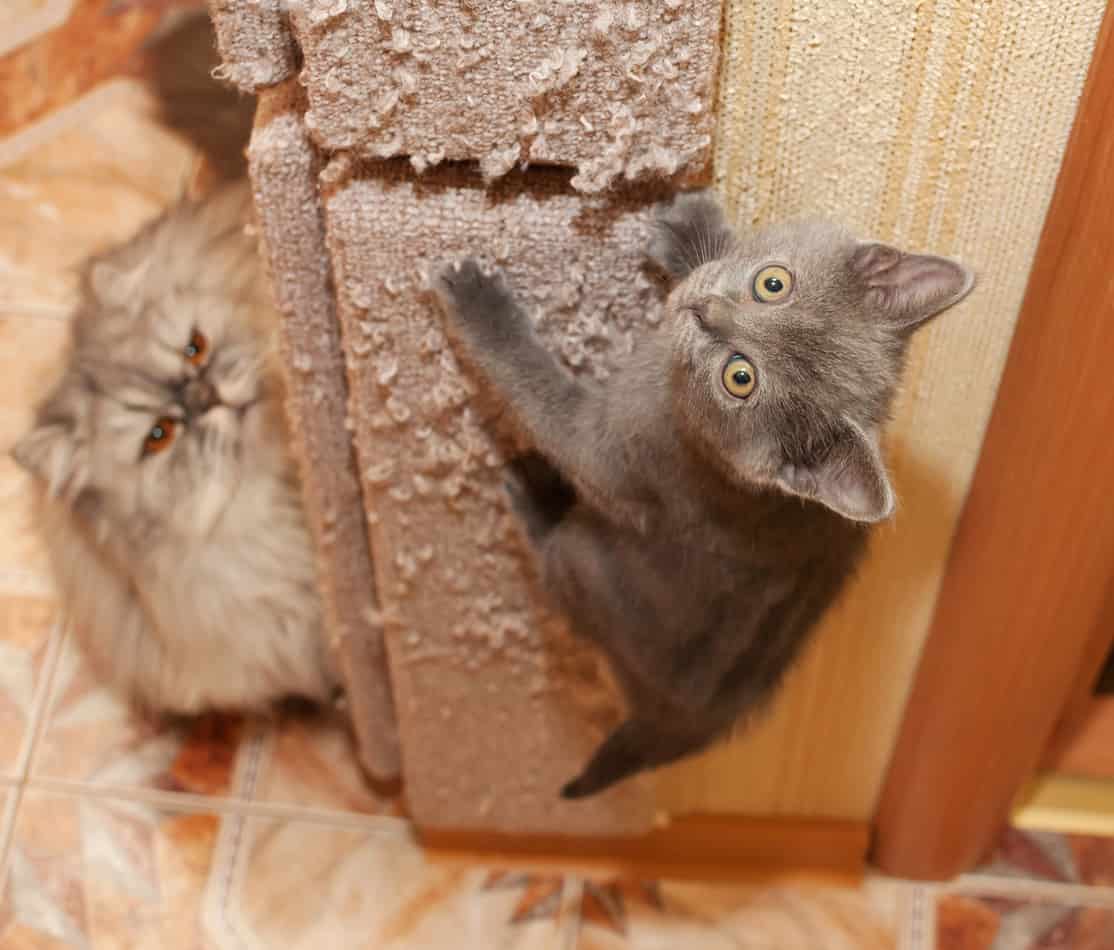 best wall mounted cat post