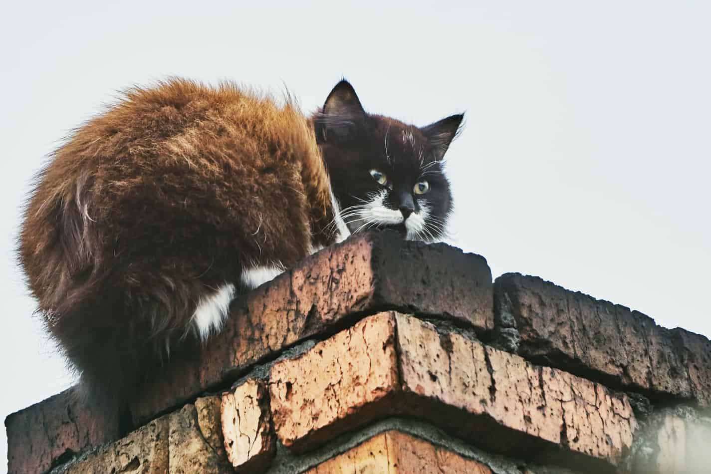 can a cat climb up a chimney