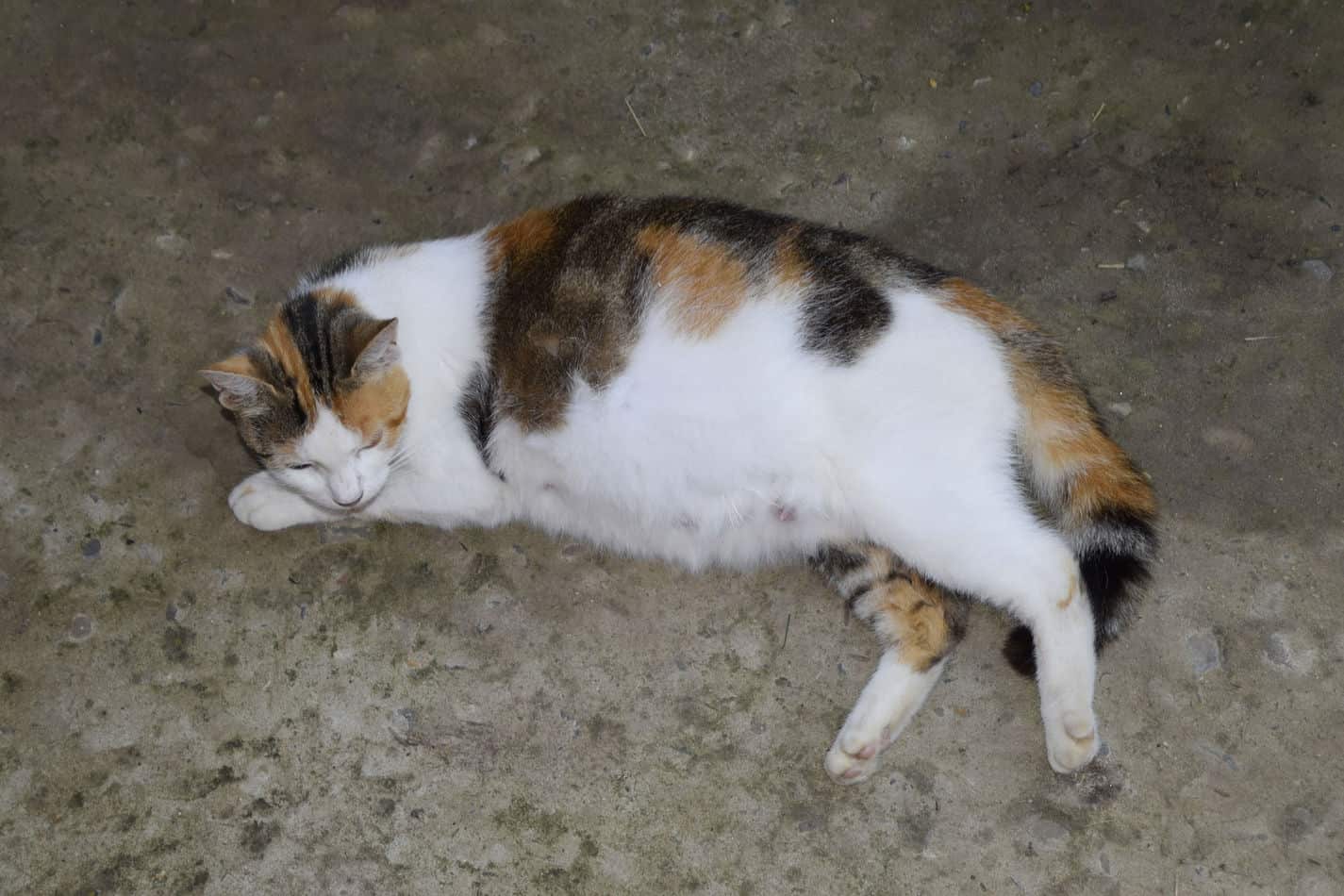 can a pregnant cat wear a flea collar