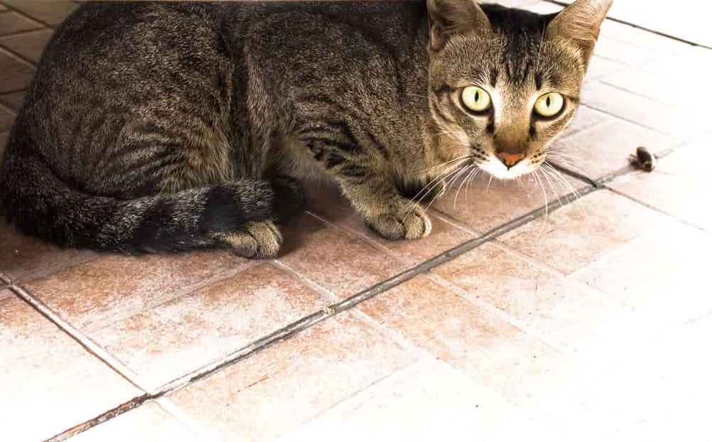 do cats keep cockroaches away