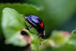 Are Black Ladybugs Poisonous to Cats