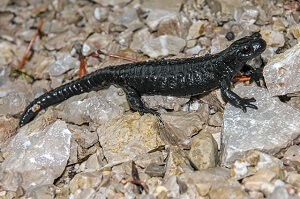Are Black Salamanders Poisonous to Cats