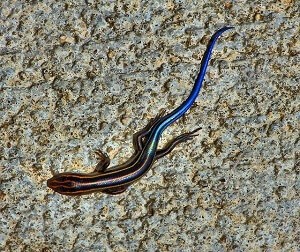 Are Blue-Tailed Skinks Poisonous to Cats