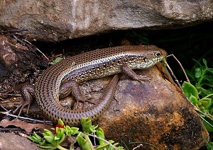 Are Coal Skinks Poisonous to Cats