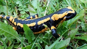 Are Fire Salamanders Poisonous to Cats