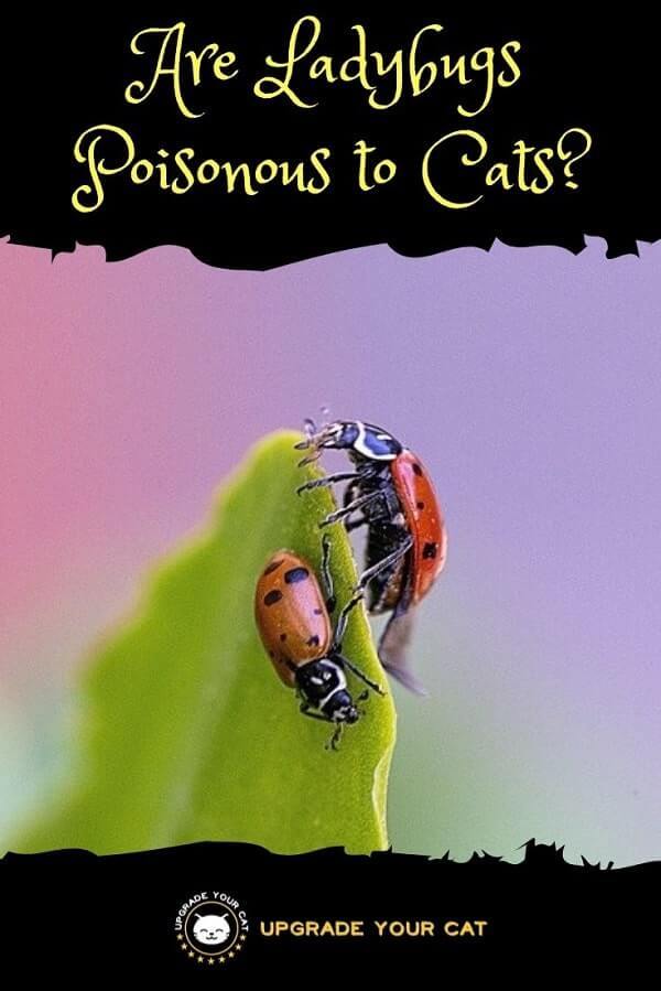 Are Ladybugs Poisonous to Cats
