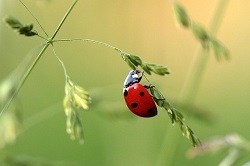 Are Red Ladybugs Poisonous to Cats