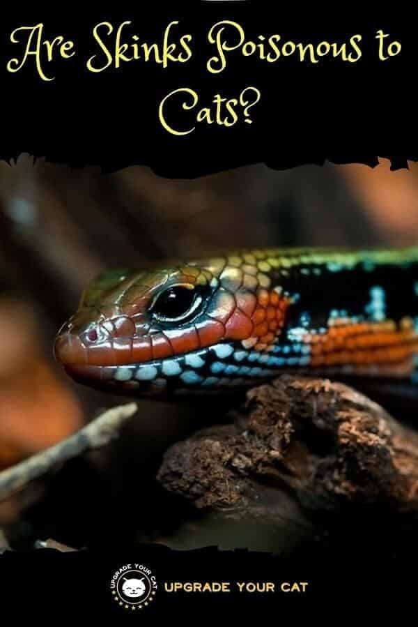 Are Skinks Poisonous to Cats