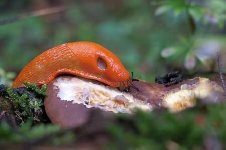 Are Slug Pellets Harmful to Cats