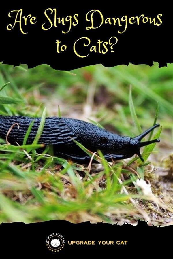Are Slugs Dangerous to Cats