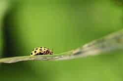 Are Yellow Ladybugs Poisonous to Cats