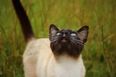 Cat Breeds That Trill The Most