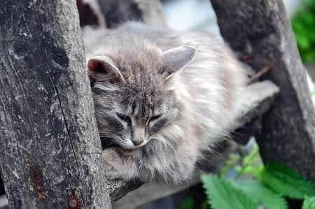 Cat ignoring someone because they are moody or sulking