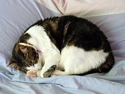 Cat sleeping curled up for security reasons