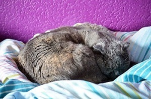 Cat sleeping curled up to keep the warmth in