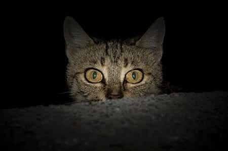 Cats Are Active at Night and May Attack You