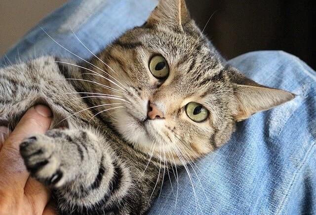 Cats Bite When They Are Being Over-Stimulated