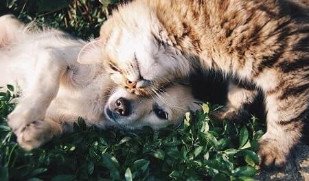 Cats Look Feminine Dogs Look Masculine