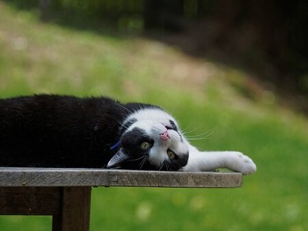 Cats are demonstrating trust when they lay on their backs