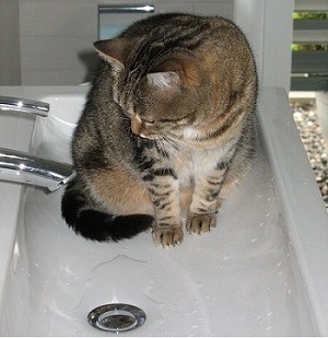 Cats love bathrooms and sinks and running water
