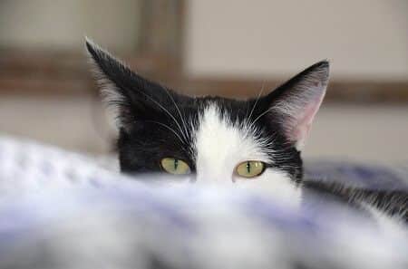Cats sleep outside bedroom doors to have two escape routes