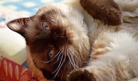 Cats sometimes show you their tummy to rub because they love you