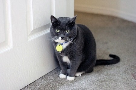 Close the door to keep cats out of the bathroom