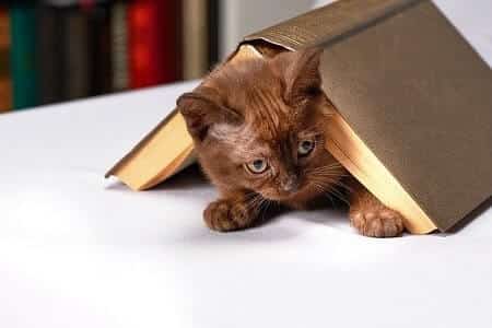 Considerations When Leaving Kittens and Elderly Cats Alone All Day