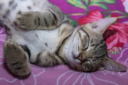 Do Cats like Having Their Tummy Rubbed