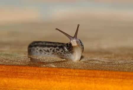 Do Slugs Carry Diseases