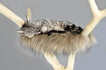 Get Some Cat Furniture to Keep Them Out Babys Room