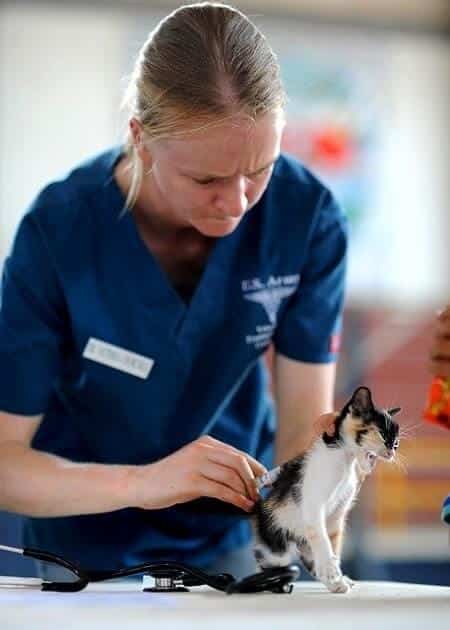 Having a stray cat checked out by a vet
