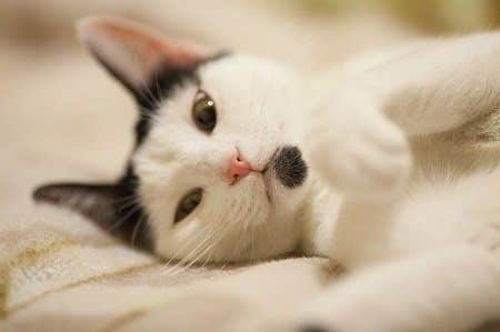 How Do I Get My Cat to Sleep with Me
