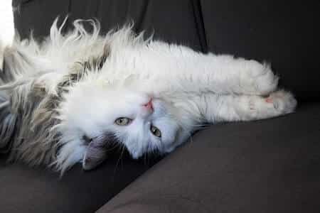 How Much Do Siberian Cats Cost