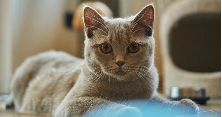 How Much Nutritional Yeast Should You Give Your Cat