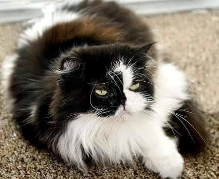 How Much is a Himalayan Persian Cat