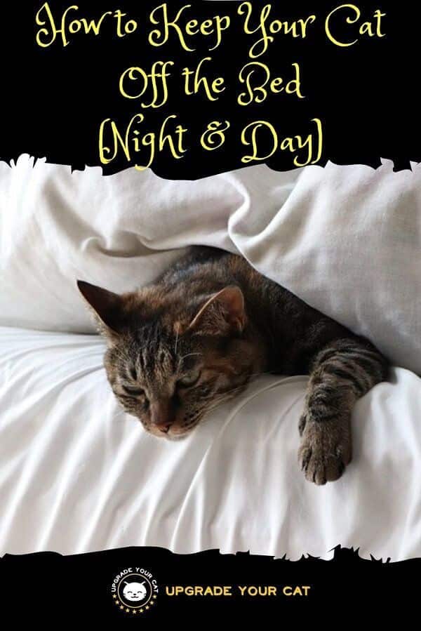 How to Keep Your Cat Off the Bed (Night & Day)