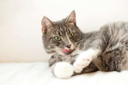How to Stop Your Cat Defecating in the Bathtub or Sink