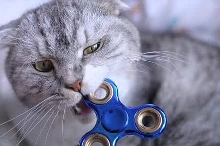 Identifying Behavior Issues in Cats Pooping outside of their box