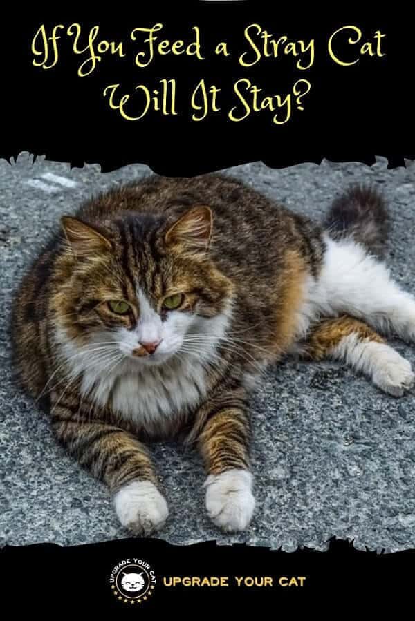 If You Feed a Stray Cat Will It Stay