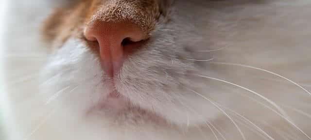 Is Febreze Toxic or Harmful to Dogs and Cats