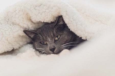 Is It Ok for My Cat to Sleep Under the Covers