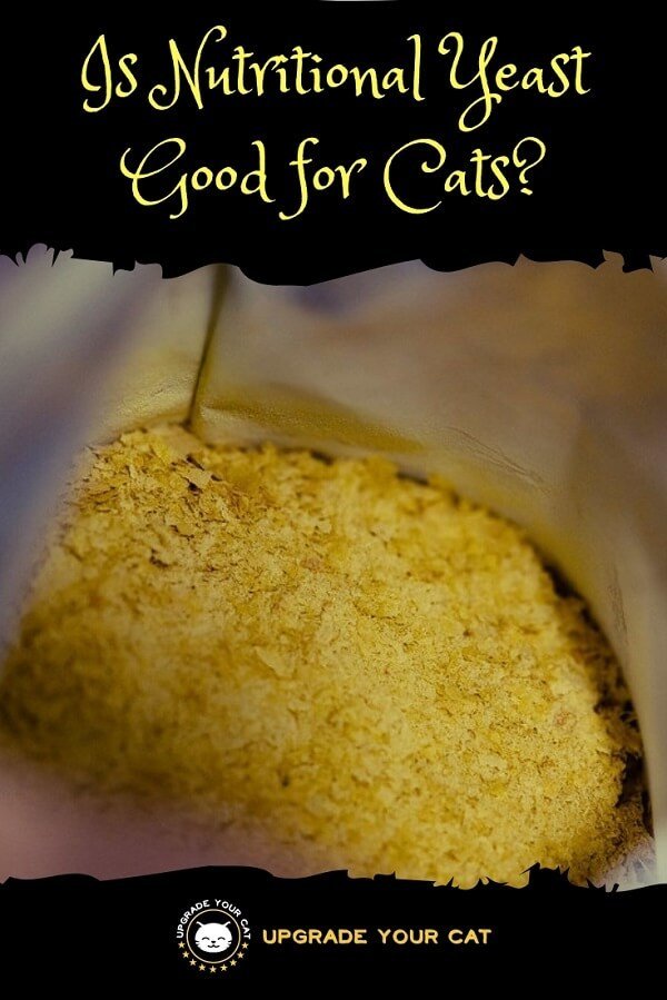 Is Nutritional Yeast Good for Cats