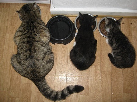 Is Nutritional Yeast Safe for Pets