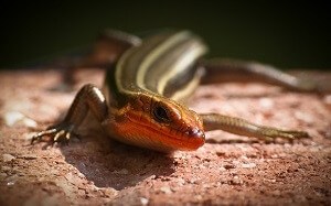 Is The Western Skink Poisonous to Cats