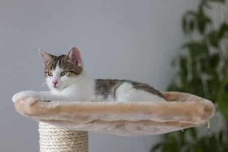 Keeping a cat out of your kids bedroom